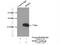 Small EDRK-Rich Factor 2 antibody, 11691-1-AP, Proteintech Group, Immunoprecipitation image 