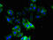 Ornithine Decarboxylase 1 antibody, CSB-PA00535A0Rb, Cusabio, Immunofluorescence image 