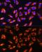 ADAM Metallopeptidase Domain 9 antibody, GTX30025, GeneTex, Immunofluorescence image 