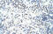 Heterogeneous Nuclear Ribonucleoprotein H3 antibody, 29-407, ProSci, Immunohistochemistry frozen image 