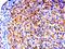 SUMO Specific Peptidase 6 antibody, orb313013, Biorbyt, Immunohistochemistry paraffin image 