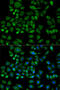 Haptoglobin antibody, LS-C749197, Lifespan Biosciences, Immunofluorescence image 