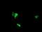 NIMA Related Kinase 11 antibody, NBP2-46140, Novus Biologicals, Immunofluorescence image 