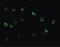 C1q And TNF Related 6 antibody, PA5-20154, Invitrogen Antibodies, Immunofluorescence image 