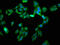 Eukaryotic Translation Initiation Factor 3 Subunit G antibody, LS-C370594, Lifespan Biosciences, Immunofluorescence image 