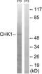 Checkpoint Kinase 1 antibody, LS-C118075, Lifespan Biosciences, Western Blot image 