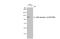 Janus Kinase 2 antibody, GTX132784, GeneTex, Western Blot image 