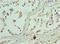 Enhancer Of Zeste 1 Polycomb Repressive Complex 2 Subunit antibody, MBS968984, MyBioSource, Immunohistochemistry frozen image 