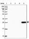 Guanidinoacetate N-methyltransferase antibody, NBP2-14036, Novus Biologicals, Western Blot image 