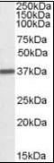 Arginase 1 antibody, orb95145, Biorbyt, Western Blot image 