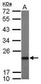 Prostaglandin E Synthase 3 antibody, PA5-28476, Invitrogen Antibodies, Western Blot image 