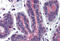 Ras Homolog Family Member A antibody, MBS246347, MyBioSource, Immunohistochemistry frozen image 