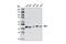 Isocitrate Dehydrogenase (NADP(+)) 1, Cytosolic antibody, 8137S, Cell Signaling Technology, Western Blot image 