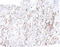 Complement C4A (Rodgers Blood Group) antibody, AM32820PU-S, Origene, Immunohistochemistry paraffin image 