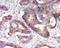 Kelch Like Family Member 30 antibody, orb184518, Biorbyt, Immunohistochemistry paraffin image 