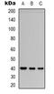 Ephexin-4 antibody, orb78404, Biorbyt, Western Blot image 