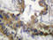 Kinase Insert Domain Receptor antibody, AP20320PU-N, Origene, Immunohistochemistry frozen image 