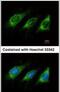 Activation Induced Cytidine Deaminase antibody, PA5-28077, Invitrogen Antibodies, Immunofluorescence image 