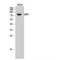 Dynamin 1 Like antibody, LS-C383211, Lifespan Biosciences, Western Blot image 