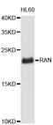 GTP-binding nuclear protein Ran antibody, STJ111031, St John