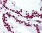 SHC Adaptor Protein 1 antibody, 48-713, ProSci, Immunohistochemistry frozen image 
