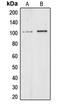 ALC1 antibody, LS-C353179, Lifespan Biosciences, Western Blot image 