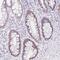 KIAA0937 antibody, NBP2-34161, Novus Biologicals, Immunohistochemistry frozen image 