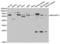 TGF-Beta Activated Kinase 1 (MAP3K7) Binding Protein 1 antibody, LS-C334263, Lifespan Biosciences, Western Blot image 