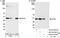PHD Finger Protein 6 antibody, NB100-68260, Novus Biologicals, Western Blot image 