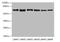 Transmembrane And Coiled-Coil Domain Family 1 antibody, A63572-100, Epigentek, Western Blot image 