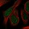 SLU7 Homolog, Splicing Factor antibody, NBP1-89343, Novus Biologicals, Immunofluorescence image 