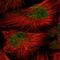 Autophagy Related 16 Like 2 antibody, HPA050312, Atlas Antibodies, Immunofluorescence image 