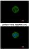 Aminopeptidase Like 1 antibody, NBP2-19570, Novus Biologicals, Immunocytochemistry image 