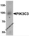 Phosphatidylinositol 3-Kinase Catalytic Subunit Type 3 antibody, 7891, ProSci Inc, Western Blot image 
