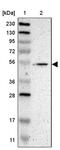 Glucocorticoid Modulatory Element Binding Protein 2 antibody, PA5-52678, Invitrogen Antibodies, Western Blot image 