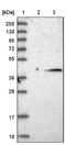 Myeloid Associated Differentiation Marker antibody, NBP1-87299, Novus Biologicals, Western Blot image 