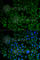 Farnesyl-Diphosphate Farnesyltransferase 1 antibody, A6229, ABclonal Technology, Immunofluorescence image 