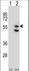 Tu Translation Elongation Factor, Mitochondrial antibody, LS-C160341, Lifespan Biosciences, Western Blot image 