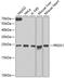 Peroxiredoxin 1 antibody, 15-042, ProSci, Western Blot image 