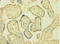 Cytochrome P450 Oxidoreductase antibody, LS-C285659, Lifespan Biosciences, Immunohistochemistry paraffin image 