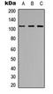 Rho/Rac Guanine Nucleotide Exchange Factor 2 antibody, LS-C358906, Lifespan Biosciences, Western Blot image 