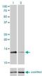 Replication Protein A3 antibody, H00006119-M01, Novus Biologicals, Western Blot image 