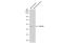 Tumor Susceptibility 101 antibody, 3352, QED Bioscience, Western Blot image 