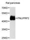 Pancreatic Lipase Related Protein 2 (Gene/Pseudogene) antibody, STJ114761, St John