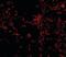 Interleukin 21 Receptor antibody, orb86769, Biorbyt, Immunofluorescence image 