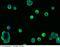 Regenerating Family Member 1 Alpha antibody, 11234-MM03, Sino Biological, Immunohistochemistry paraffin image 