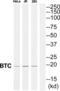 Probetacellulin antibody, abx014741, Abbexa, Western Blot image 