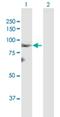 LZTS2 antibody, H00084445-B01P, Novus Biologicals, Western Blot image 