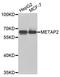 Methionyl Aminopeptidase 2 antibody, orb373320, Biorbyt, Western Blot image 