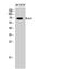Potassium Voltage-Gated Channel Subfamily C Member 4 antibody, A09889-1, Boster Biological Technology, Western Blot image 